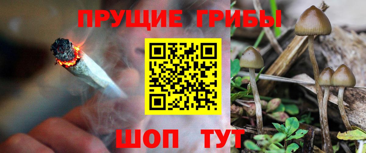 Псилоцибиновые грибы Cubensis  Вход с VPN  Елец 